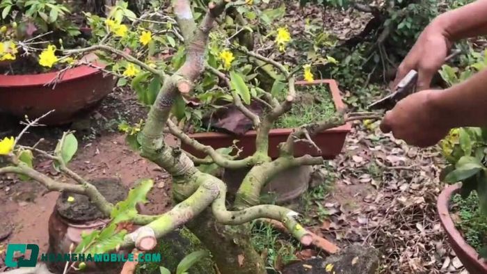 cham-soc-mai-vang-sau-tet-5