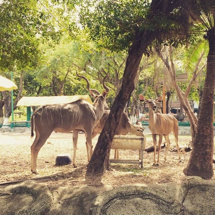 Thư giãn và khám phá thiên nhiên hoang dã tại vườn thú Đại Nam 4