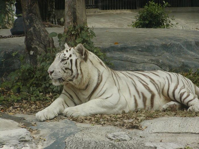 Thư giãn và khám phá thiên nhiên hoang dã tại vườn thú Đại Nam 7