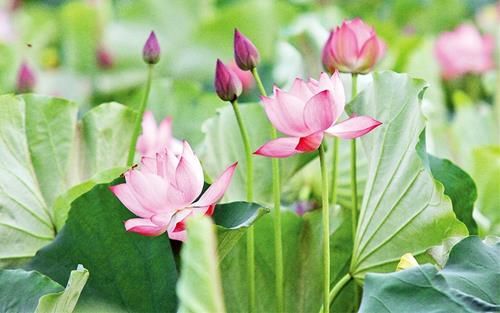 Đức Phật lý giải về luân hồi sinh tử