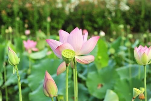 Bí mật của sự nhẫn nhục