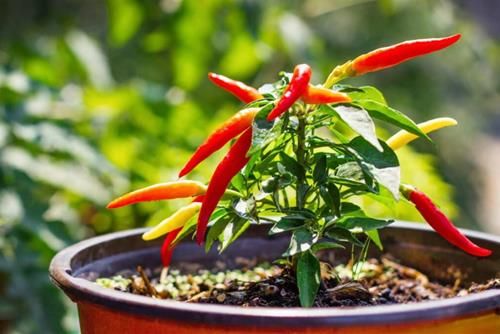 vị trí trồng ớt trong nhà để thu hút tài lộc