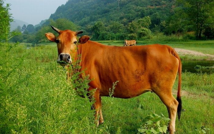 Hình ảnh bò 2