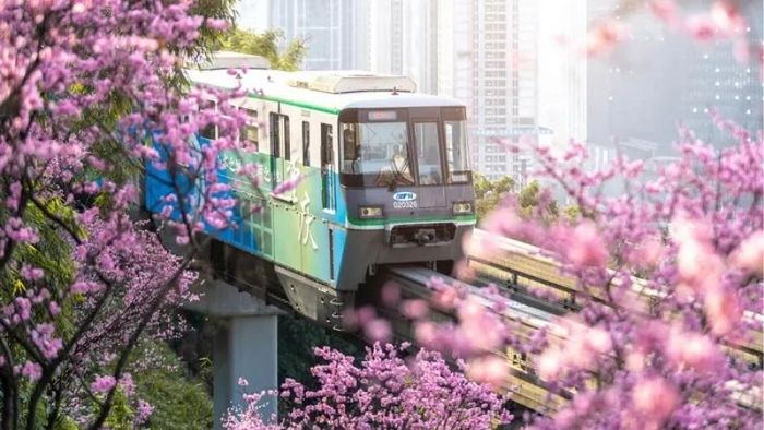 Khung cảnh tuyệt đẹp từ tuyến đường sắt số 2 đi xuyên qua những rừng hoa anh đào, tạo nên một bức tranh lãng mạn và ấn tượng.