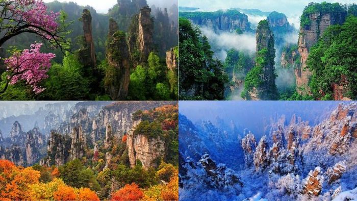 Trương Gia Giới cũng có 4 mùa rõ rệt: Xuân, Hạ, Thu, Đông.