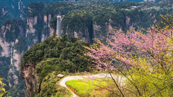Tháng 4, Trương Gia Giới tràn ngập sắc hoa đào nở rộ