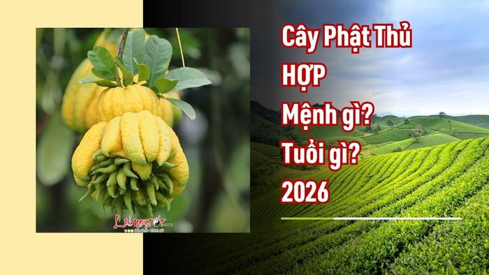 Những ai nên đặt cây Phật Thủ trong nhà năm 2026