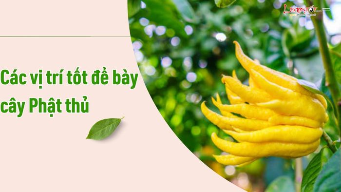 Các vị trí lý tưởng để bày cây Phật Thủ