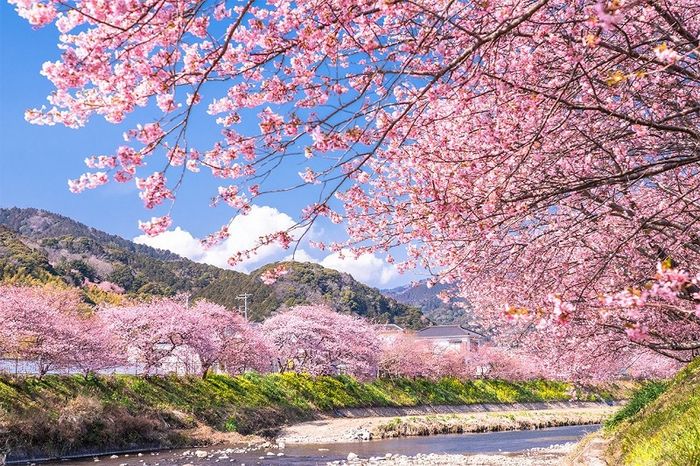 Mùa hoa anh đào Nhật Bản, đẹp như tranh vẽ, lãng mạn và đầy quyến rũ