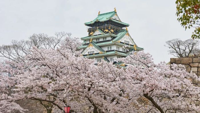 Lễ hội Osaka Castle Sakura ấn tượng với hơn 3.000 cây hoa anh đào khoe sắc rực rỡ