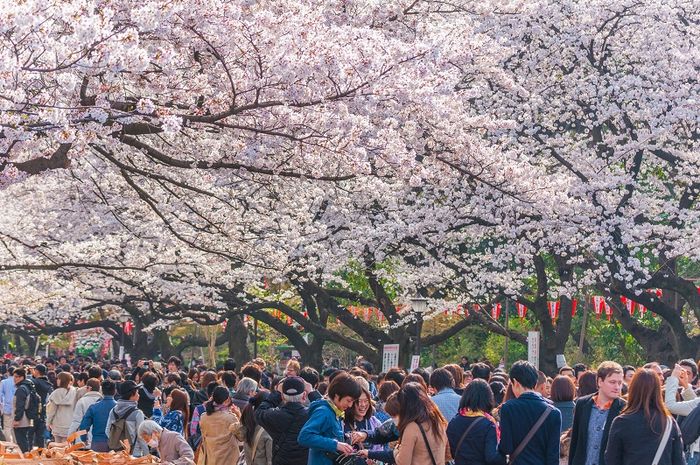 Lễ hội hoa anh đào Nhật Bản Ueno Sakura (Tokyo) thu hút đông đảo khách tham quan