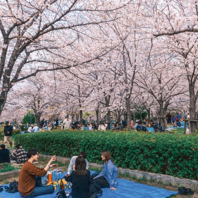 Hanami là truyền thống văn hóa của người Nhật Bản, diễn ra mỗi mùa hoa anh đào.