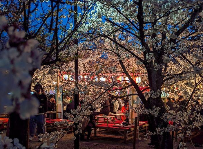 Lễ hội Maruyama Hanami ở Kyoto vẫn nhộn nhịp khi đã lên đèn