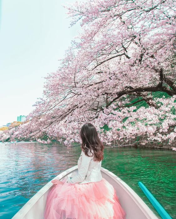 Trải nghiệm đi thuyền ngắm hoa anh đào tại Chidorigafuchi (Ảnh: @kyoko1903)