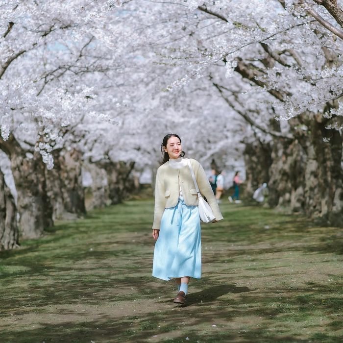 Dạo bước giữa con đường hoa anh đào Nhật Bản ở Công viên Goryokaku (Hokkaido)