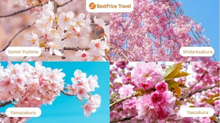 Các loại hoa anh đào phổ biến tại Nhật Bản