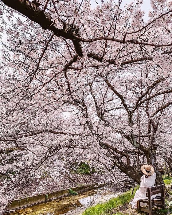 Khung cảnh bình yên trong mùa hoa anh đào Nhật Bản tại Con đường Philosopher, Kyoto (Ảnh: @yukicolifecom)