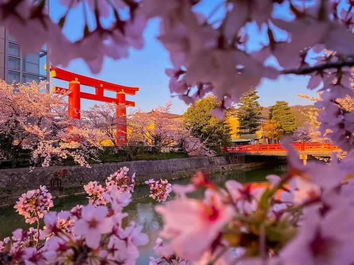 Hoa anh đào nở rực rỡ tại Đền Heian, Kyoto (Ảnh: @_kaung_khant_zaw_)