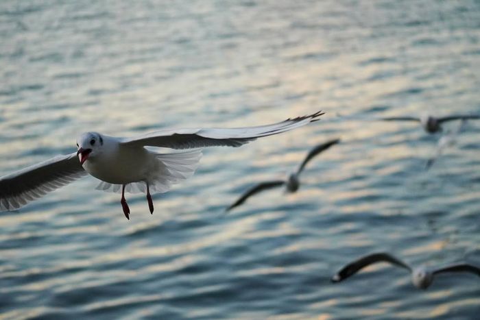 Đi Hồ Nhĩ Hải vào mùa đông - xuân để chứng kiến cảnh tượng chim hải âu bay lượn khắp bầu trời
