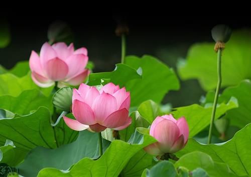 Cửa thử thứ 4