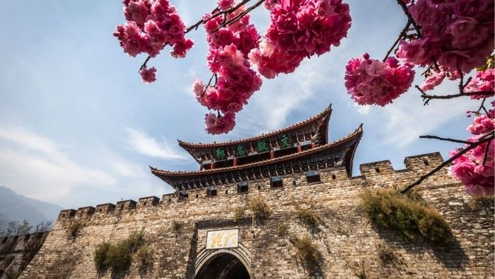 Thành cổ Đại Lý rực rỡ trong sắc hoa