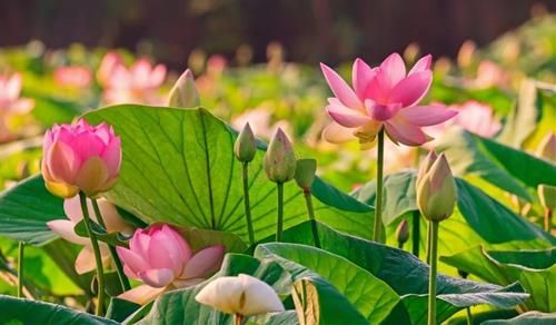 Cách đánh thức Phật tính ở mỗi người