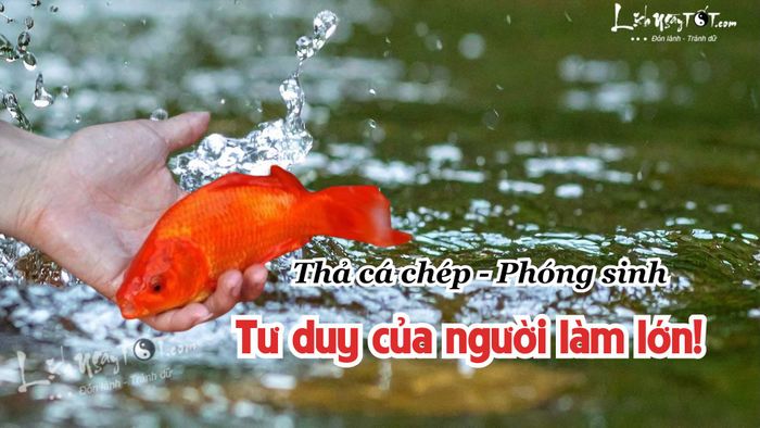 Thả cá chép phóng sinh trong ngày ông Táo