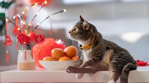 Con giáp nào sẽ có cú bứt phá ngoạn mục trong sự nghiệp giữa tuần này?