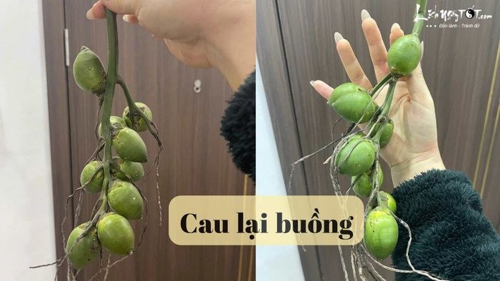 Cau lại buồng