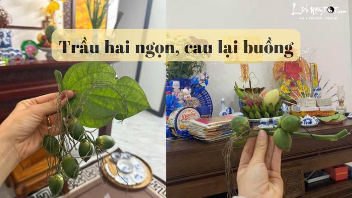 Trầu hai ngọn, cau lại buồng 2