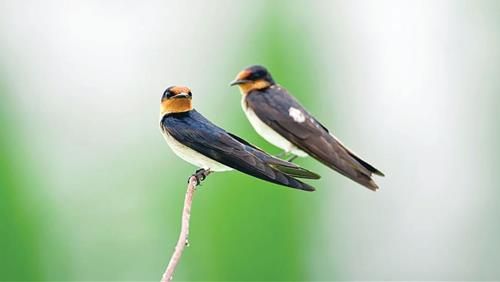 Về tự do