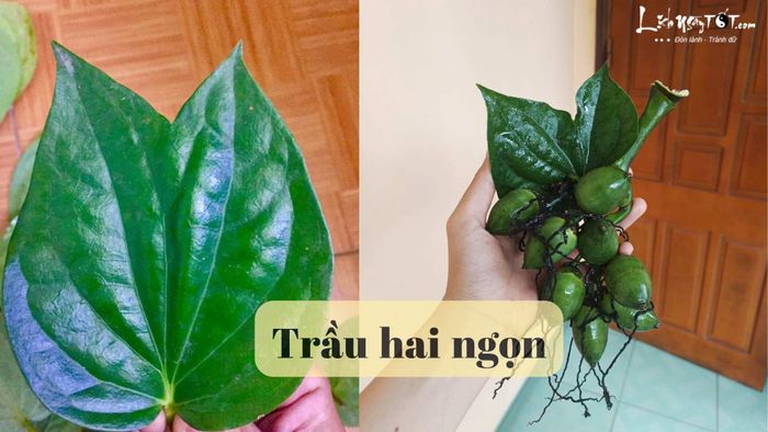 Trầu hai ngọn