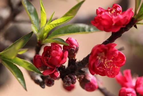 Mẹo giữ hoa đào tươi lâu trong nhà