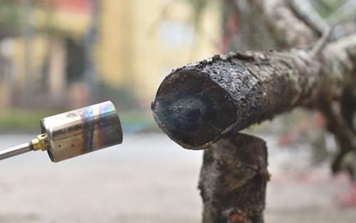 Cách giữ hoa đào tươi lâu
