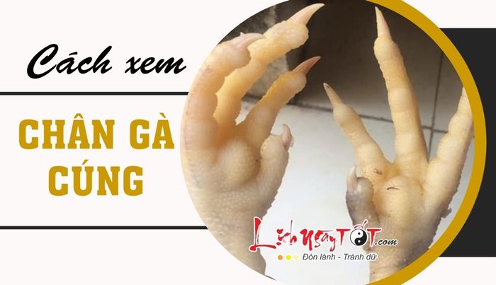 Cách xem chân gà cúng chuẩn xác