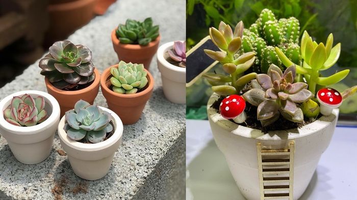 Top quà 8/3 cho bạn thân, chị em gái được yêu thích nhất: Chậu hoa để bàn