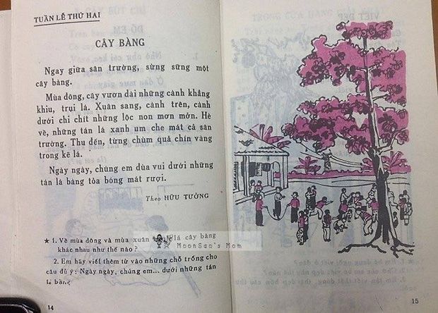 Cây bàng cổ thụ - hình ảnh 1
