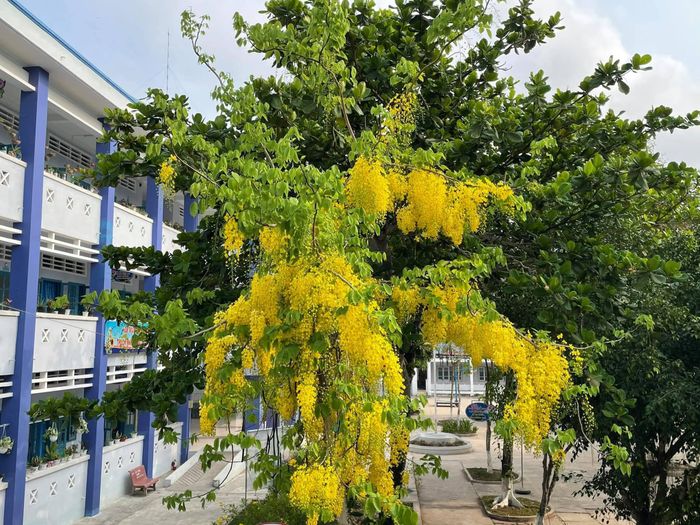 Hình ảnh Trường THPT Lấp Vò 2 - Ảnh 1
