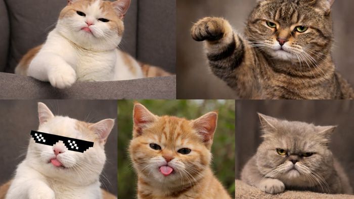 Các loại meme chê phổ biến