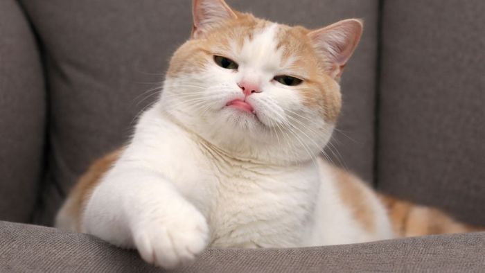 Khi nào nên sử dụng meme chê cho phù hợp?