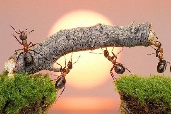 Ảnh minh họa (Nguồn internet) ảnh 1