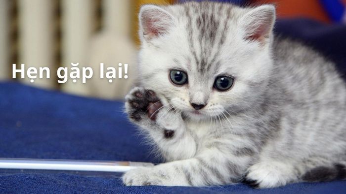 Hình ảnh chào tạm biệt và hẹn gặp lại - 8