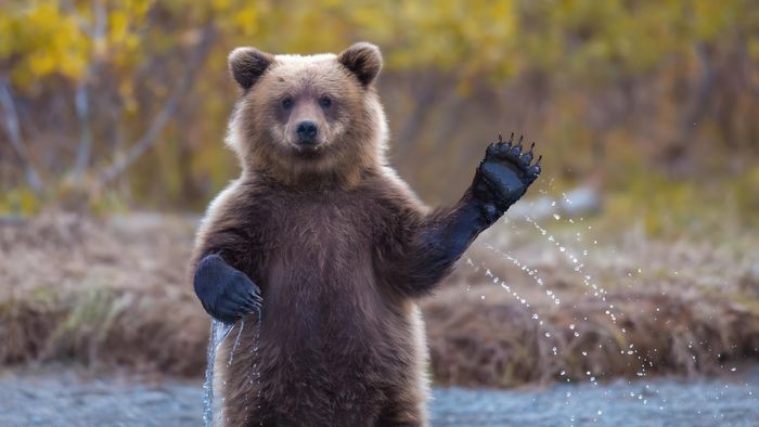 Hình ảnh meme tạm biệt - 4