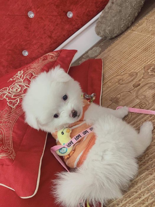 Hình ảnh 2 của Phòng Khám Thú Y Hải Hậu