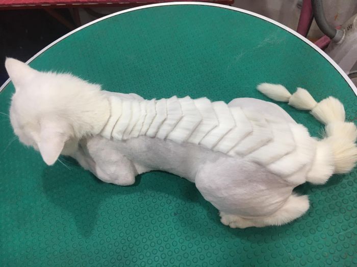 Hình ảnh 2 của Thú Y Xuân Trường