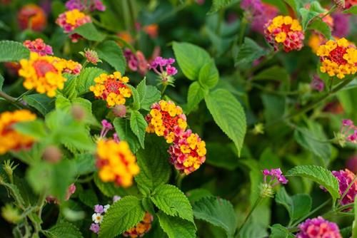 Những loài hoa có thể khiến gia chủ hao tài