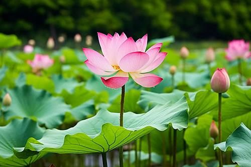Điềm lành thứ ba
