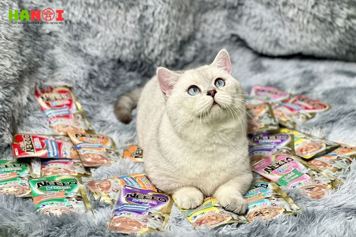 Do-do-petshop-Mytour