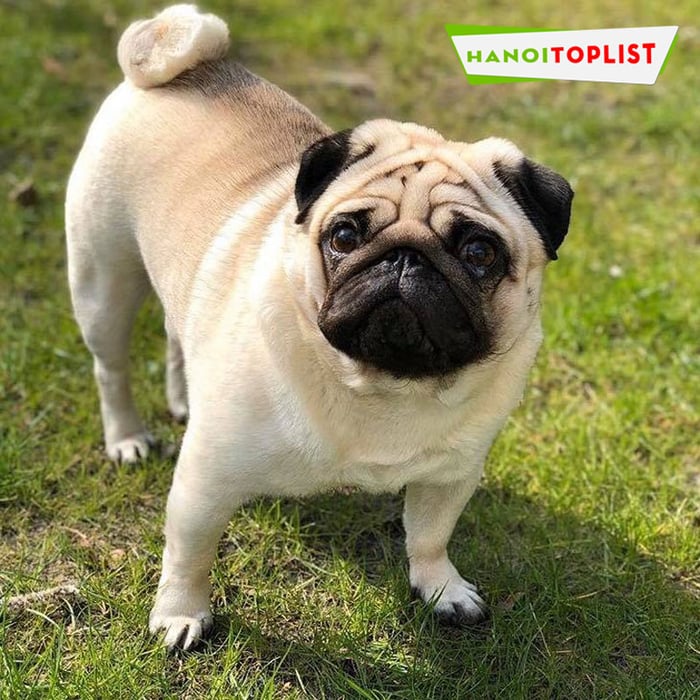 ban-cho-pug-ha-noi-tung-loc-pet