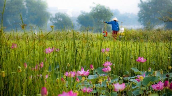 hinh-anh-binh-yen-lang-que-tinh-lang-9